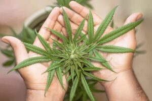 Cannabis legalisering